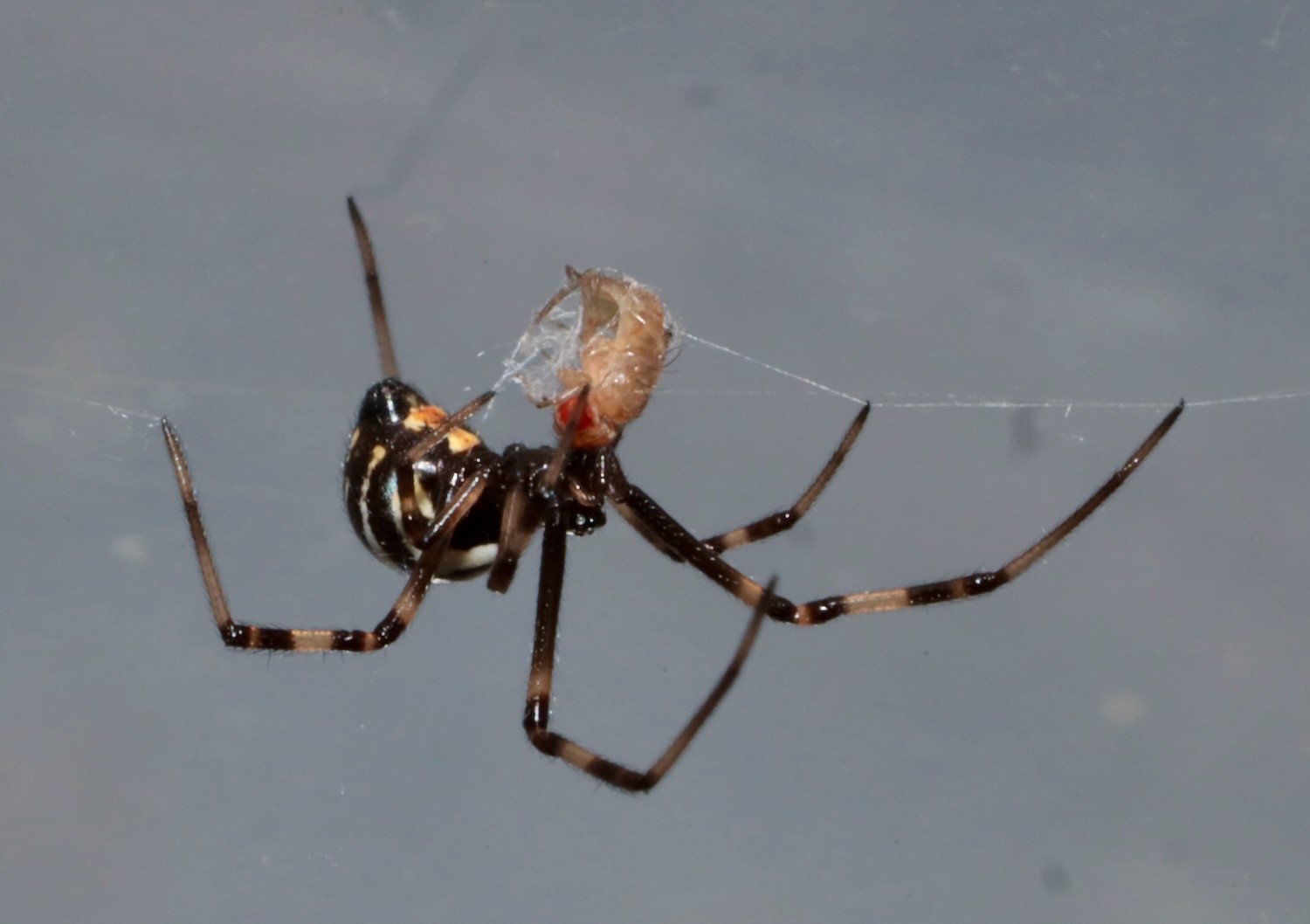 juvenile black widow