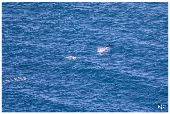 Le 6 octobre dernier, lors de notre comptage des oiseaux migrateurs au cap Sicié,  peu de passages dans les cieux malgré une météo très favorable. Mais par contre un peu plus bas... Ces photos prises à environ 800 mètres de distance auront du mal à vous faire ressentir notre émotion à la vue de cette dizaine de Grands Dauphins (Tursiops truncatus)  bondir hors de l'eau.
