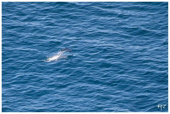 Le 6 octobre dernier, lors de notre comptage des oiseaux migrateurs au cap Sicié,  peu de passages dans les cieux malgré une météo très favorable. Mais par contre un peu plus bas... Ces photos prises à environ 800 mètres de distance auront du mal à vous faire ressentir notre émotion à la vue de cette dizaine de Grands Dauphins (Tursiops truncatus)  bondir hors de l'eau.