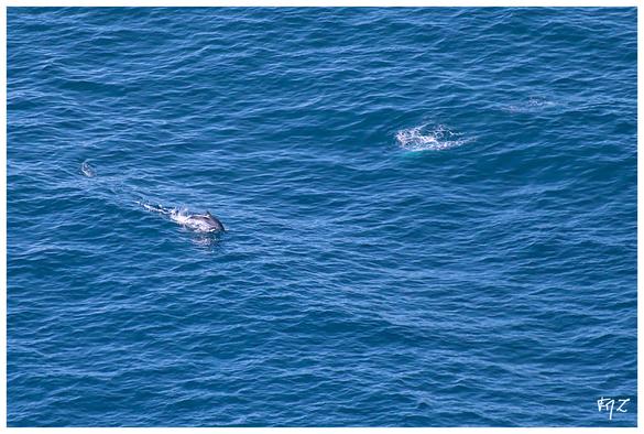 Le 6 octobre dernier, lors de notre comptage des oiseaux migrateurs au cap Sicié,  peu de passages dans les cieux malgré une météo très favorable. Mais par contre un peu plus bas... Ces photos prises à environ 800 mètres de distance auront du mal à vous faire ressentir notre émotion à la vue de cette dizaine de Grands Dauphins (Tursiops truncatus)  bondir hors de l'eau.