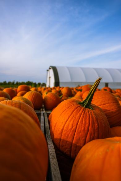 Wooden crates full of freshly harvested pumpkins under a blue sky at Rose Family Farm, Mount Albert, Ontario, Canada
Captured by Komeil Karimi