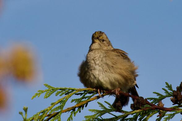 A golden-crowned sparrow on a cedar branch. Its feathers are puffed into a sphere.