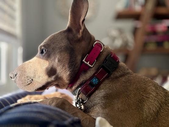 Cute tan dog w/perky ears looking out window w/intensity.