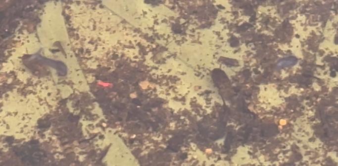 Larven von Stechmücken im Wasser.