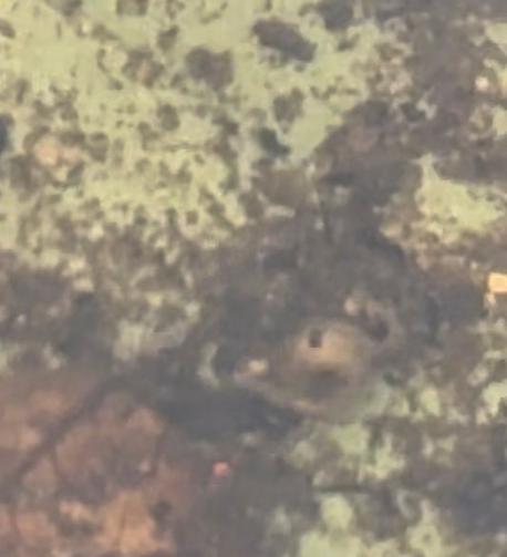 Larven von Stechmücken im Wasser.