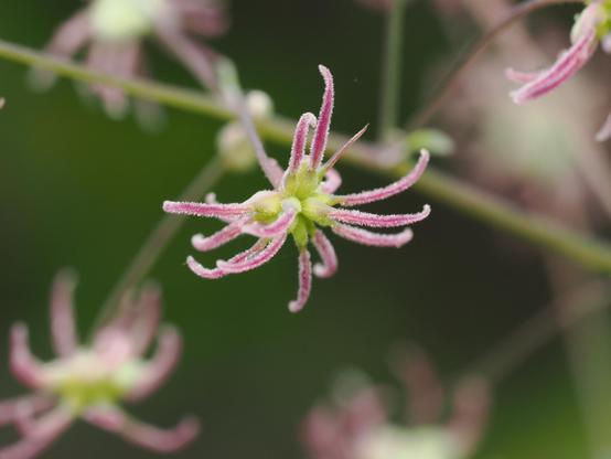 An extreme close-up of a meadow-rue flower, with many white-fuzzed pink structures growing from pale green bulbs in the middle of the flower. It is a very small flower.