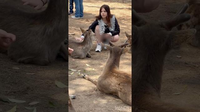 お菓子を求める鹿が大暴走🦌🤣 | 奈良公園 日本 観光客の面白体験