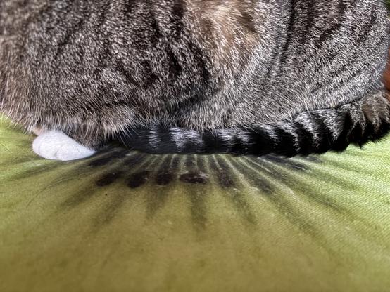 Close up: Part of a cat with black stripes on the tail, matching the black stripes on a pillow with a kiwi picture on it