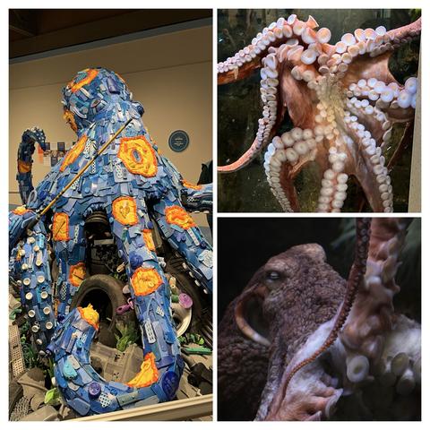 A collage of octopuses at the Oregon Coast Aquarium. A giant blue octopus made of plastic recovered from the ocean off the coast of Oregon. A picture of an octopus’s tentacles spread on the glass of the aquarium. An octopus’s face dark colored with a pebble like texture to camouflage itself with the cave wall behind it. Photos by Robert Emond.