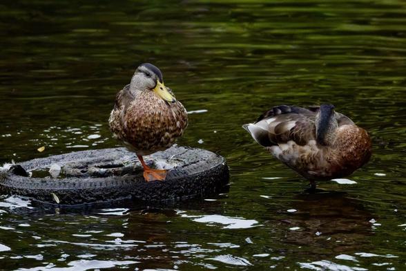 Two female Mallard ducks are in dark water. One stands on a submerged tire. The other stands nearby. Please visit http://www.lukehaigh.co.uk and see more. #Birds #lukehaigh #birdphotography #photography