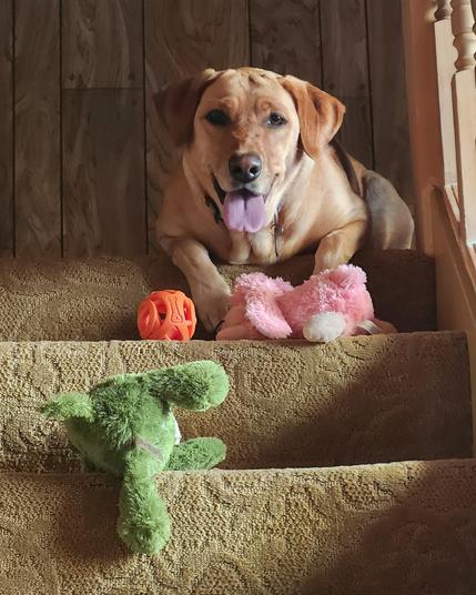 Golden lab lying at the top of the stairwell panting. She has her green crocodile, a pink bunny and an orange ball toys with her.