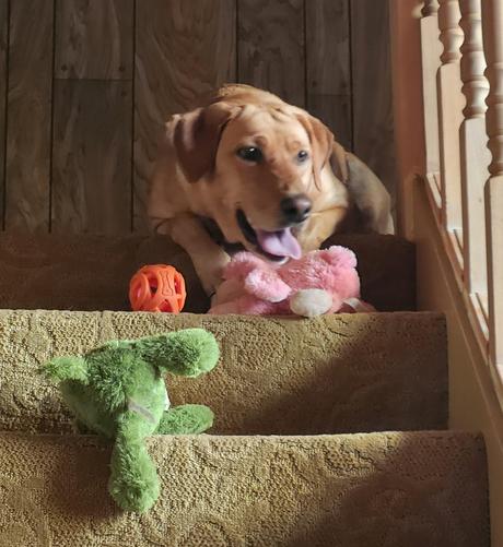 Golden lab lying at the top of the stairwell panting. She has her green crocodile, a pink bunny and an orange ball toys with her.