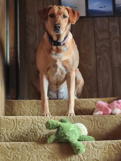 Golden lab is sitting at the top of the stairwell. She has her green crocodile, and pink bunny and toys with her.