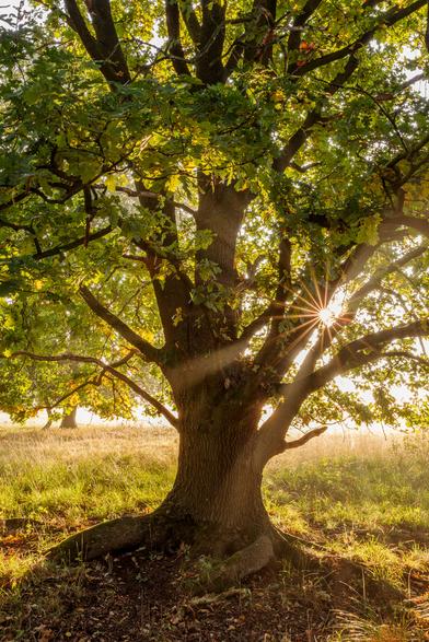 Eiche im Gegenlicht, früh morgens. Zwischen den Ästen ist ein Sonnenstern zu sehen.