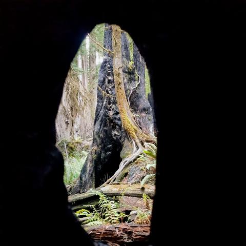 Picture taken through an oval shaped hole from inside a very very old redwood tree. The picture is of a neighboring redwood that has a massive hole at it's base. Ferns and fallen redwood bits are scattered about on the ground surrounding it.