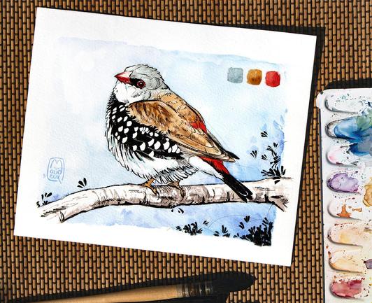 aquarelle d un diamant à gouttelettes mâle avec rehauts d encre noire