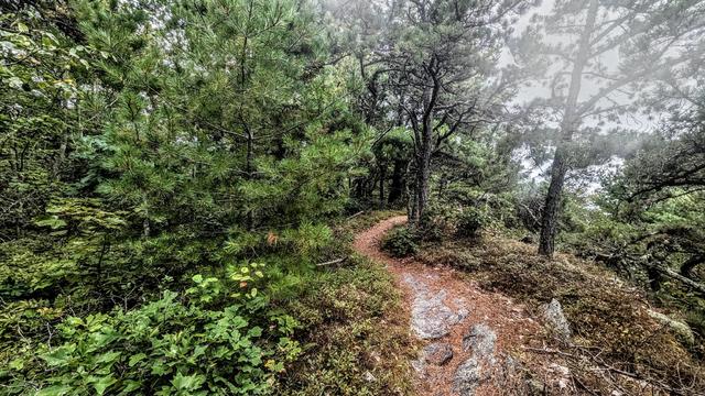 A rocky footpath winds through a forest of stunted pines and ground-hugging leafy shrubs along the crest of a mountain. We are inside of a cloud. The sky is bright white and fog shrouds the treetops. A thin reddish soil of decaying pine needles coats much of the exposed gray rock.
