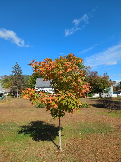 A photo of the maple tree that stands in the middle of my backyard.