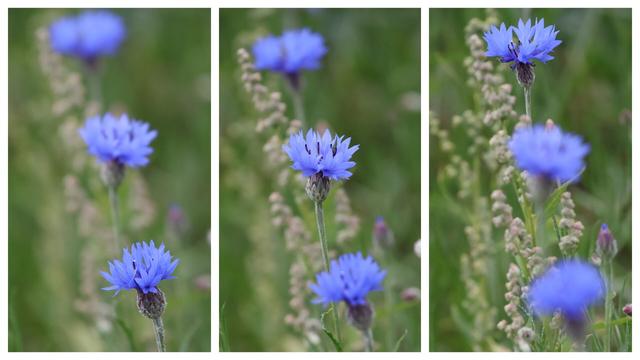 This triptych presents the same three blue cornflowers in a meadow, each panel offering a distinct focal point to emphasise their natural elegance.

In the first panel, the focus is on the **bottom cornflower**, its vivid blue petals sharply defined, while the two flowers above are softly blurred. The second panel shifts attention to the **middle cornflower**, bringing its delicate petals into clear view, with the top and bottom flowers gently out of focus. The third panel highlights the **top cornflower**, its vibrant blue petals standing out, while the other two flowers appear softly blurred in the background. Throughout the triptych, the surrounding green foliage and wild plants create a tranquil, natural setting.