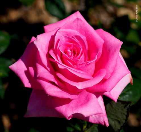 A deep pink rose in full bloom
