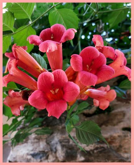 Close-up of the inflorescence of a red flower. The flowers look like small red trumpets or goblets. They have five petals and radiate out in all directions. The flowers are surrounded by green leaves. A section of natural stone wall is visible below. The bright red of the flowers is enhanced by the lush green of the leaves. Joy of life!