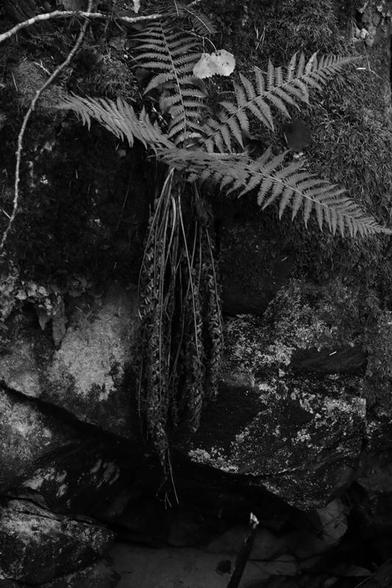 A fern growing on a slope above a small brook. Some of its leaves are withered and is hanging down towards the rocks. The image is vertical and in black and white.