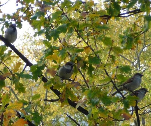 Das Foto zeigt mehrere Haussperlinge, die auf den Ästen eines Laubbaums sitzen. Die Vögel sind gut erkennbar zwischen den dicht stehenden, teils grün, teils gelb verfärbten Blättern. Es scheint Herbst zu sein, da das Laub bereits Anzeichen von Vergilbung zeigt. Die Spatzen sitzen in unterschiedlichen Abständen zueinander auf verschiedenen Zweigen und blicken in verschiedene Richtungen. Im Hintergrund ist unscharf weiteres herbstliches Laub zu sehen, das ein warmes, natürliches Licht durchscheinen lässt.
Ende der Bildbeschreibung, es folgen Aufzählungen vom Wort Spatz in verschiedenen Sprachen und Hashtags. 



































passerdomesticus, Passer domesticus, #passerdomesticus Varpunen, Varpusta, Gorriones, Haussperling, #Haussperling 
Haussperlinge, #Haussperlinge, Wróbel, Wróbla, Sparrow, Sparrows, Spuggy, Spuggies, Housesparrow, #Housesparrow , #Housesparrows 
Housesparrows, Gebäudebrüter, Spatz,
#Spatz Spatzen, #Spatzen Moineau domestique,  #Moineaudomestique  врабче, Домашно врабче, huismussen, huismus, huismusjes, Pardal, gråspurv, 
AmbassadorOfUrbanNature
#AmbassadorOfUrbanNature
BotschafterDerStadtnatur 
#BotschafterDerStadtnatur
BNatSchG #BNatSchG
VogelDesJahres #VogelDesJahres
Vogel der Woche #weeSparrow 
#Strauchdiebe Strauchdiebe   🪶
#Sparrowglow #glow Flausch 
#StopHedgeClearing #birds 
#SchönesGegenDoofes 
#JederMeterHeckeFehlt 
#BirdOfTheDay 
#BirdOfTheWeek