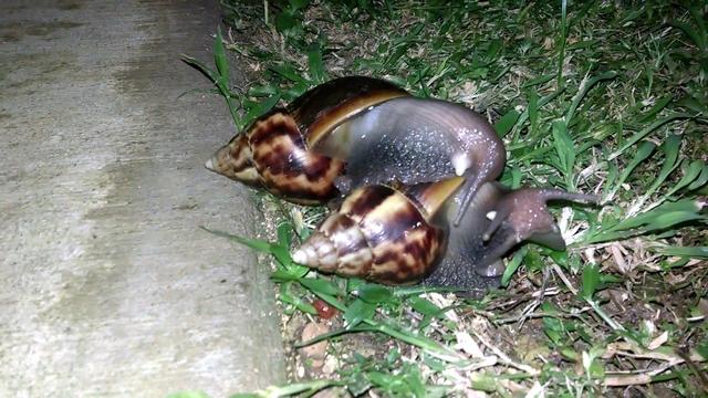 invasive snails in hawaii