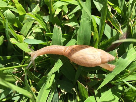 rosy wolf snail (Euglandina rosea)