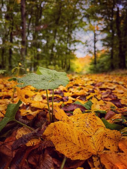 Autumn forest