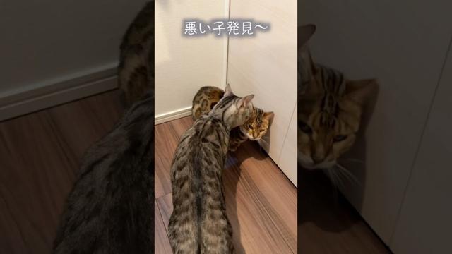 困っている相方を売る非情な猫　#ベンガル #ルトロゼ #cat
