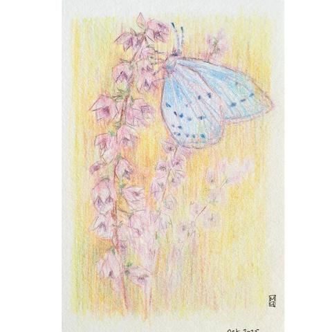 A small drawing of a blue butterfly on a pink flower. The drawing is created in colour pencil and has a very hazy, soft focus effect. The drawing is on white paper.
The Holly Blue is easily identified in early spring, as it emerges well before other blue butterflies. It tends to fly high around bushes and trees.
An original art work, please note that the frame is not included.
Colour pencil on white acid free artist paper
Approximately 4 by 6 inches (10.16 x 15.24 cm) will fit into a standard 4 by 6 inch photo frame.