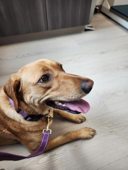 Golden lab lying on the floor of an exam room.