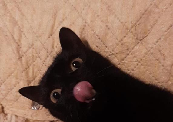 A black cat with the tongue out.