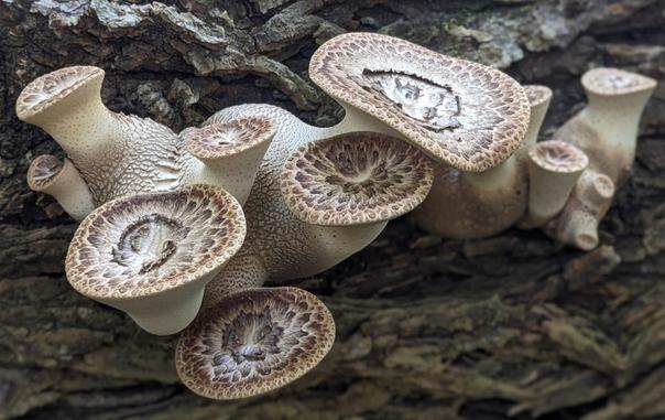 Dryad's saddle/pheasantback/cerioporus squamosus growing on a fallen tree. Mature shelves are often shaped sort of like a wide bicycle seat or tractor saddle, but these young ones have wide, tuber-like, cream-colored stems with small nubby cups on top. The cup-shaped caps are covered with dark-brown scaly rings that look like a feather pattern.