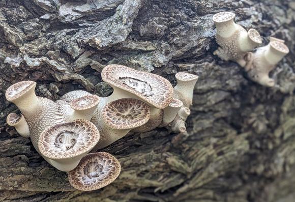 Another view of the young dryad's saddles shows that there's a second young flush coming in next to the first one.