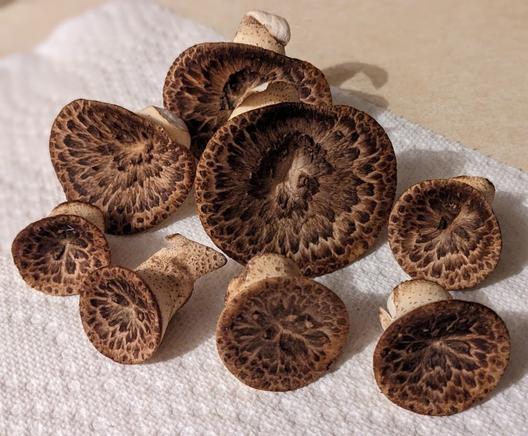 A harvest of the young caps is cut up on a paper towel.