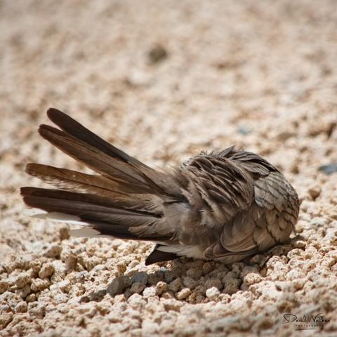 Zebra dove on the ground preening itself