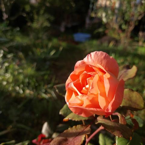 Une rose orangée tout juste ouverte dans la lumière dorée