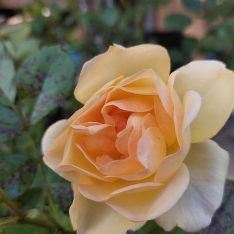 Une rose jaune cœur orangé