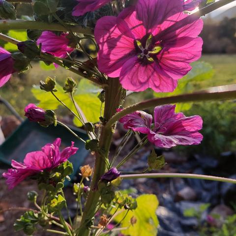 Fleurs de mauve rose foncé avec la lumière qui traverse les pétales