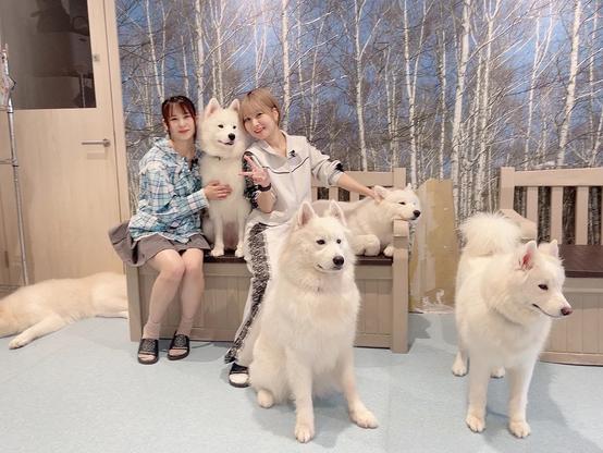 Two women are sitting on a bench indoors with four dogs, while another dog rests on the floor nearby. The women are smiling, with one holding a dog and the other making a peace sign. The background features a wall mural of a birch forest, adding a cozy and natural atmosphere to the room.