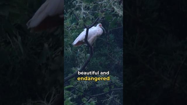 Niigata Japan: Ski at Gala Yuzawa, Explore Sado Island & Taste Sake 🍶❄️⛴️