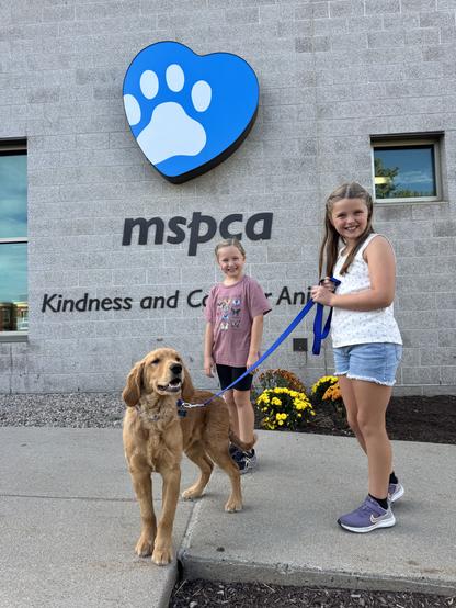 BIg Red the golden retriever stands outside the Boston shelter with two of his new human siblings, young girls with blond hair. Big Red is on a bright blue leash and looking off camera with his mouth open. The girls are looking at the camera and smiling. They're all standing in front of a wall with the blue and white paw print logo of the mspca with text that says 'mspca kindness and care for animals'