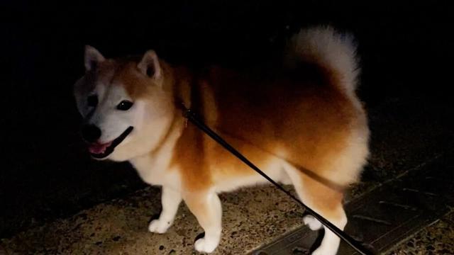 スローに歩く柴犬をさらにスローで撮影してみると・・・