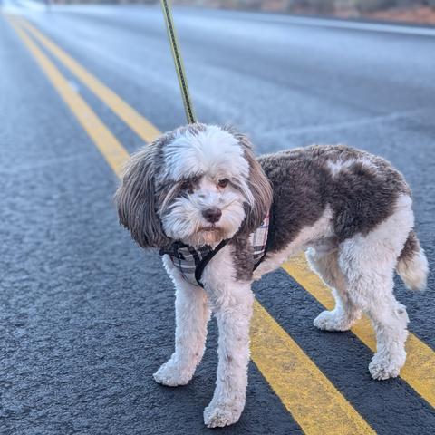 Brown and white little dog standing on the road.