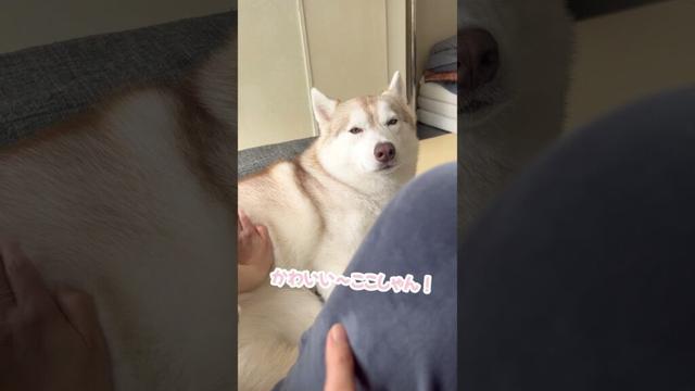 ちゃんと撫でてるかチェックしてくるハスキー #シベリアンハスキー #ハスキー #ハスキー犬