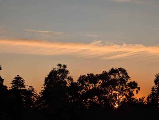 early morning sky with the sun rising between the tall trees outside my house