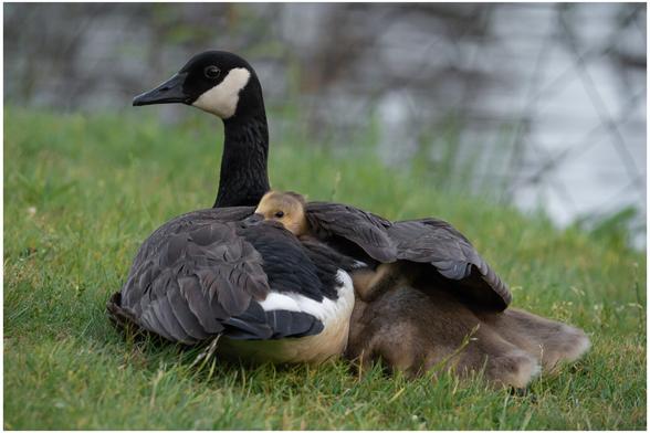 A photograph of a mother Canada goose sitting on a grassy patch sheltering her goslings under her wing. One gosling is poking its yellowish-tan head up from the space between its mother’s body and wing. The other two goslings have their heads tucked beneath her wing with their fuzzy bodies protruding a little.