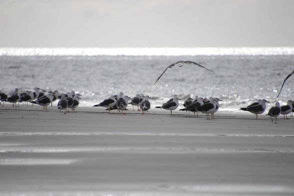 Vom Strand aufs Meer fotografiert: einige Möwen rasten, eine ist eben aufgeflogen